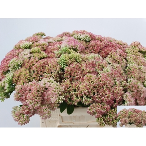 SEDUM SPECTABILE