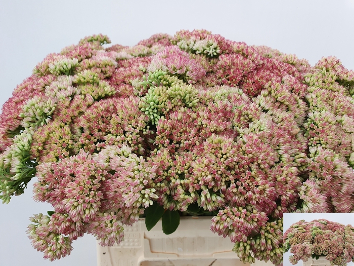 <h4>SEDUM SPECTABILE</h4>