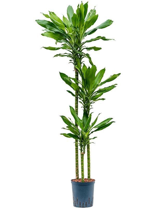 <h4>Dracaena fragrans 'Burundii'</h4>