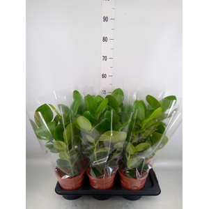 Clusia rosea 'Princess'