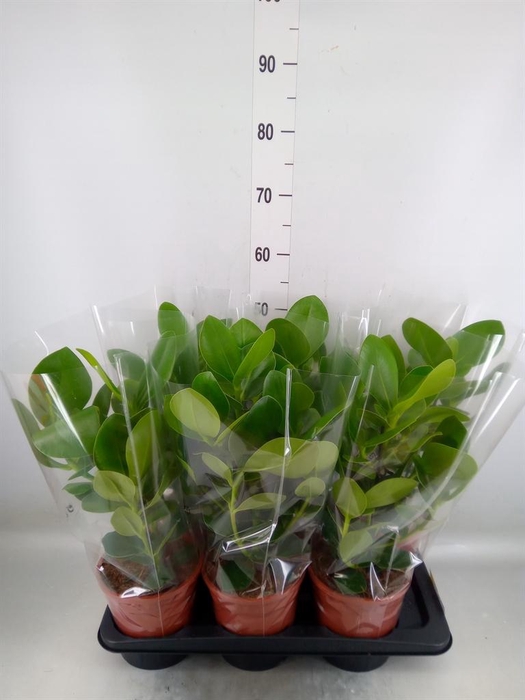 <h4>Clusia rosea 'Princess'</h4>