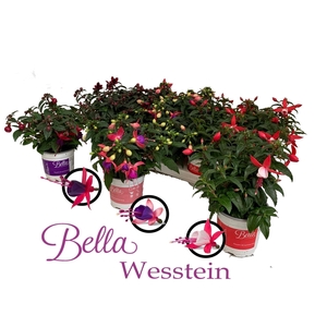 Fuchsia  'Bella Fuchsia'  ..mix