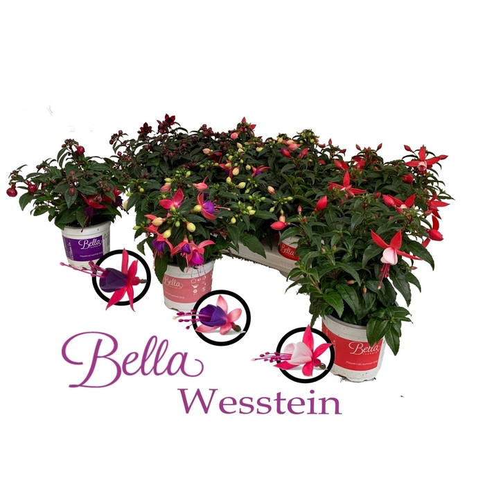<h4>Fuchsia  'Bella Fuchsia'  ..mix</h4>