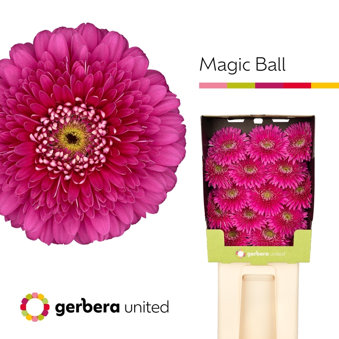 <h4>Gerbera Pomponi Magic Ball Diamond</h4>