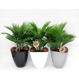 Livistona in avani pot mix nr 24 aspd