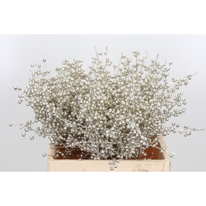 Ilex Kl Bh Platina