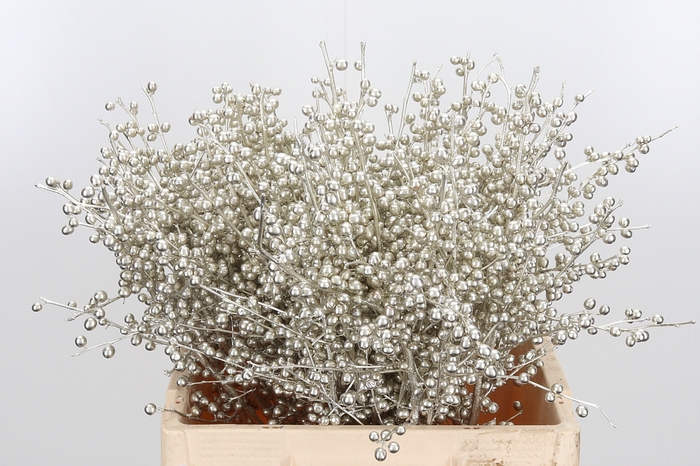 <h4>Ilex Kl Bh Platina</h4>