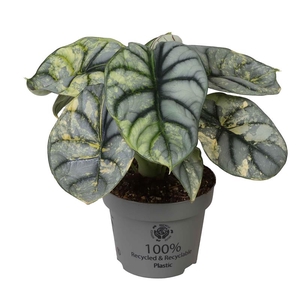 ALOCASIA NEBULA P12 SILVER VARIEGATA