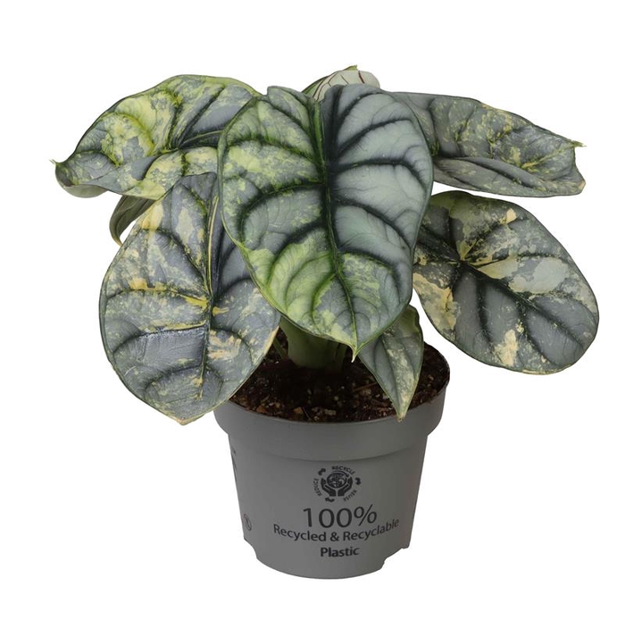 ALOCASIA NEBULA P12 SILVER VARIEGATA