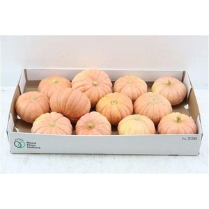 CUCURBITA PEPO