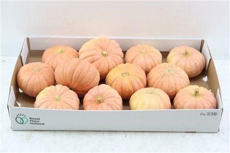 <h4>CUCURBITA PEPO</h4>