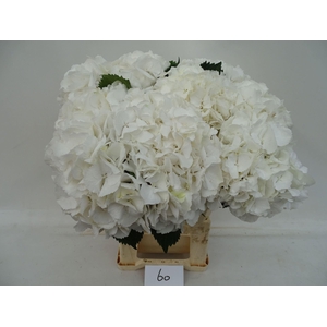 HYDRANGEA  'SCHNEEBALL'