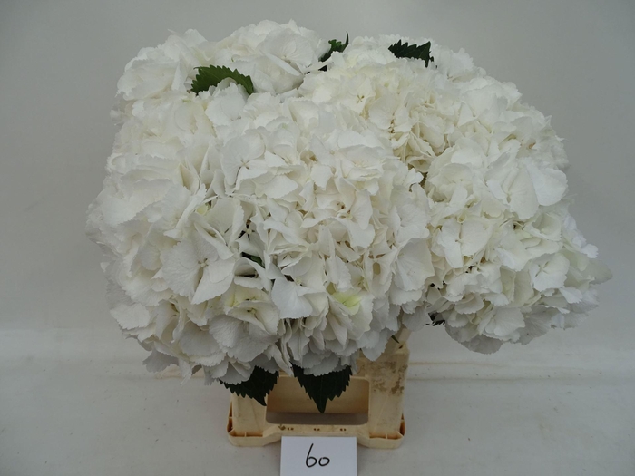 <h4>HYDRANGEA  'SCHNEEBALL'</h4>
