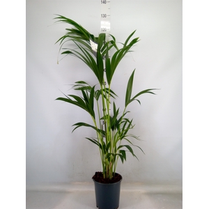 Howea forsteriana