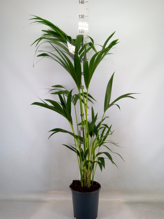 <h4>Howea forsteriana</h4>