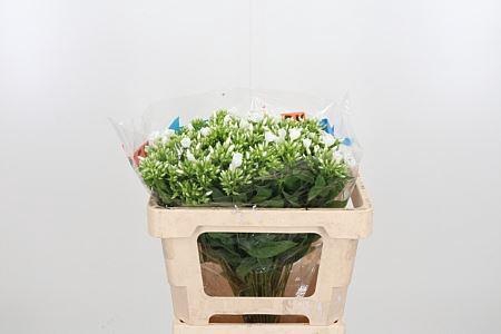 <h4>PHLOX P WHITECAP</h4>