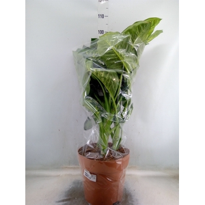 Dieffenbachia seg. 'Tropic Snow'