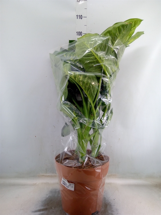 <h4>Dieffenbachia seg. 'Tropic Snow'</h4>