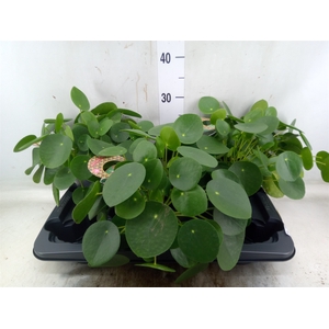 Pilea peperomoides