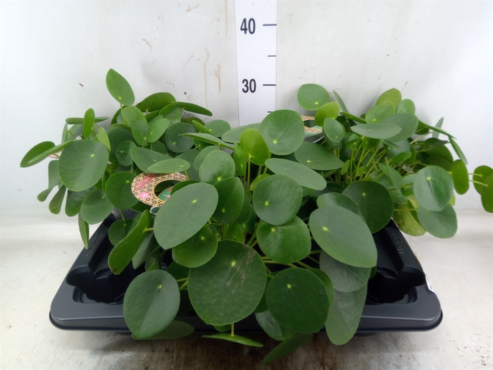 <h4>Pilea peperomoides</h4>