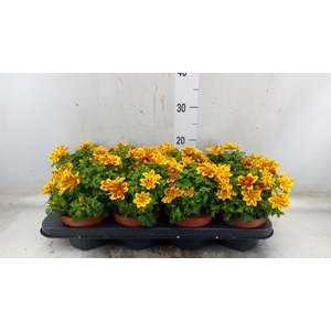 Bidens fer. 'Beedance Painted Yell'
