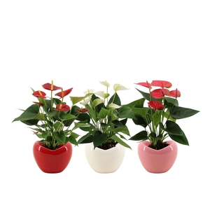 Anthurium 12 cm 3 color mix in Paris ceramics