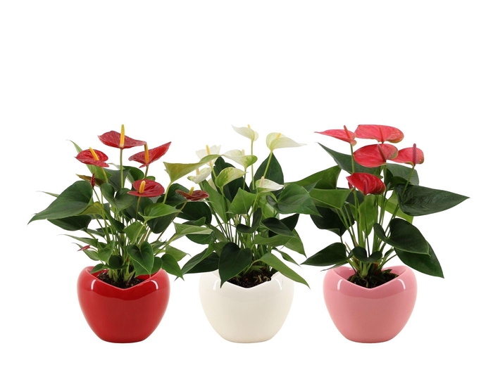 <h4>Anthurium 12 cm 3 color mix in Paris ceramics</h4>