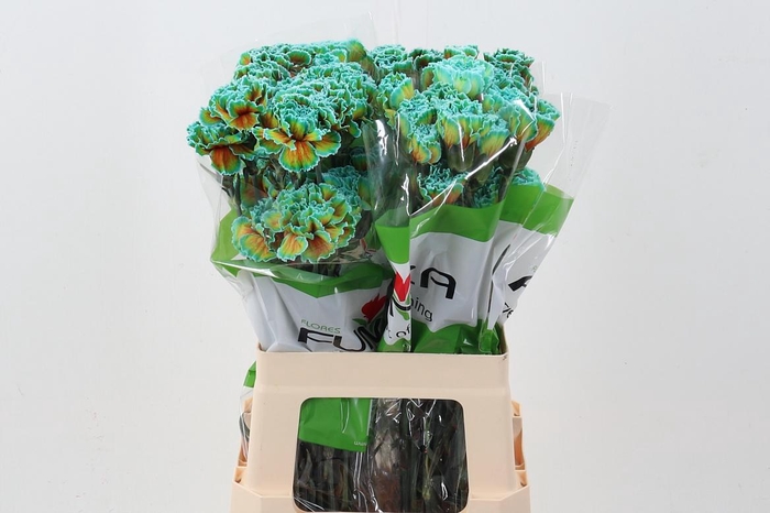 <h4>Di St Tinted Curacao</h4>