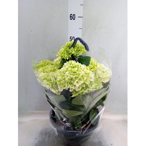 Hydrangea  'Hi White Sun'
