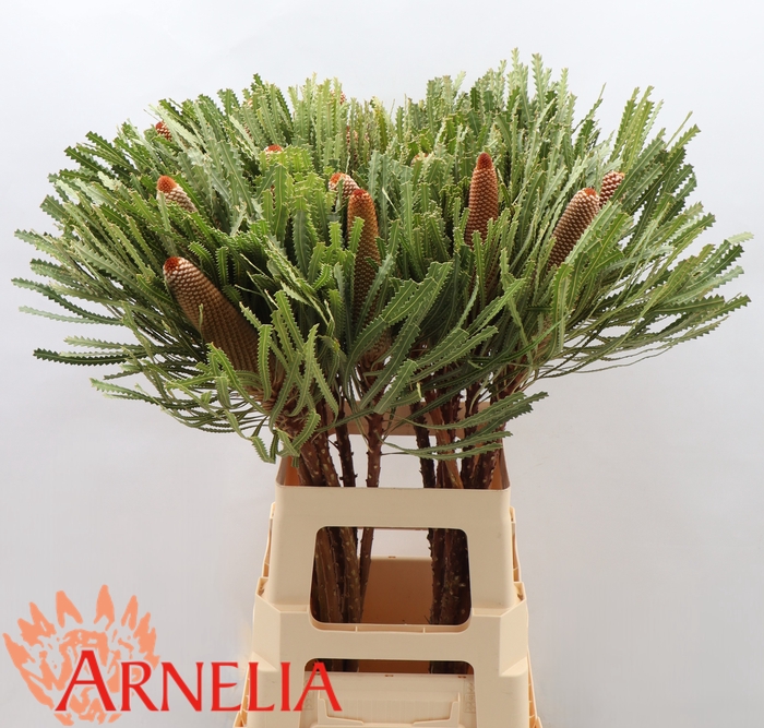 <h4>Banksia hookeriana</h4>