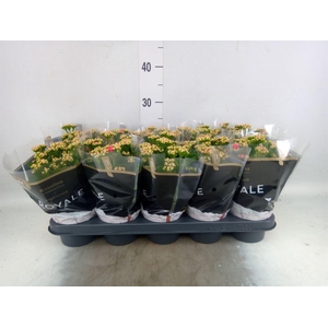 Kalanchoe blos. 'RosDon Nando'