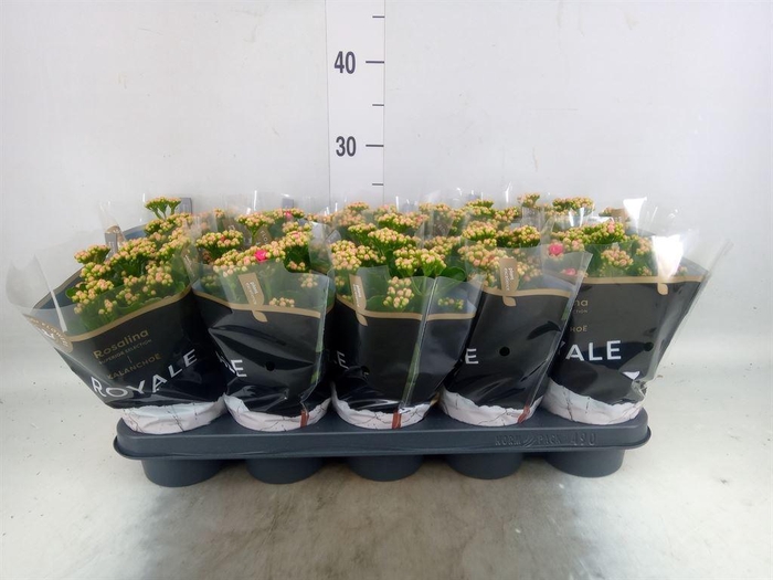 <h4>Kalanchoe blos. 'RosDon Nando'</h4>