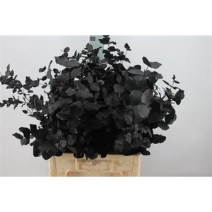 Euca Cinerea Klb. Black X5 300 Gram