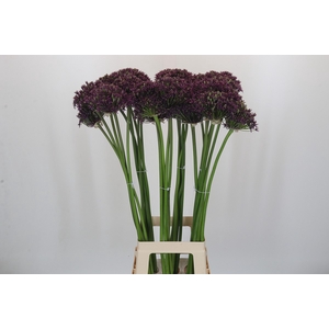 Allium Cherry