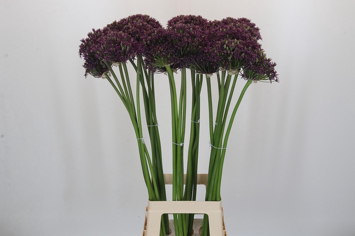 <h4>Allium Cherry</h4>