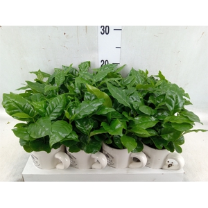 Coffea arabica