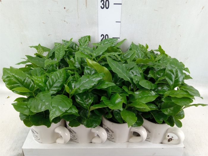 <h4>Coffea arabica</h4>
