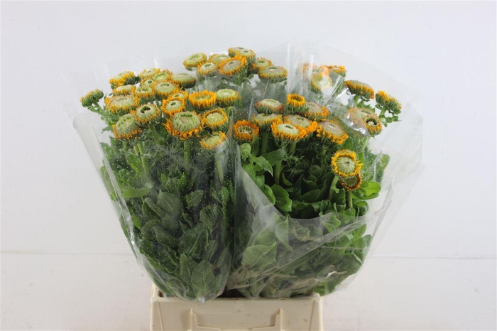 <h4>Calendula Yellow</h4>