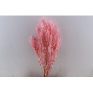 Pres Helecho L Pink Bunch
