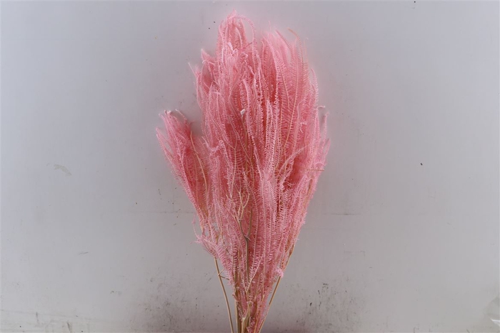 Pres Helecho Light Pink Bunch