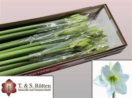 <h4>Hipp Albarino</h4>