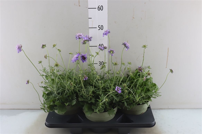 <h4>Scabiosa Columbaria Edible Flowers</h4>