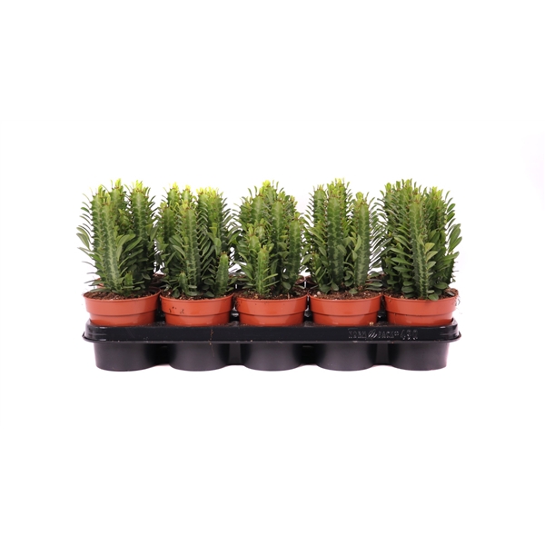 <h4>Euphorbia trigona 12 cm</h4>