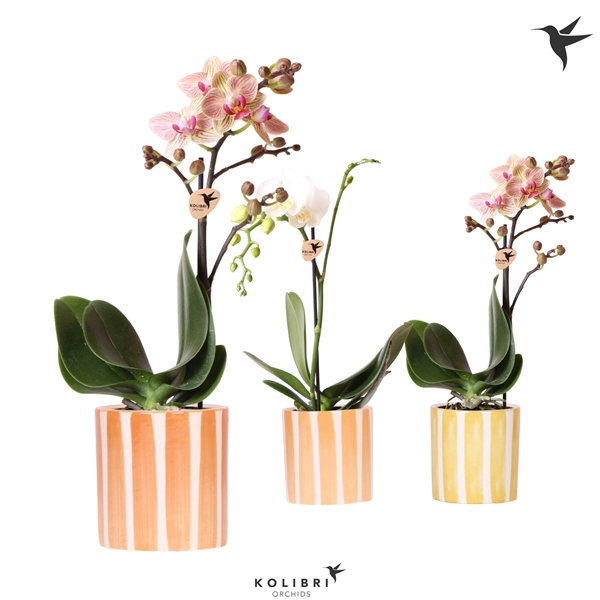 <h4>Kolibri Orchids Phalaenopsis mix 1 spike in Painted Stripe yell</h4>