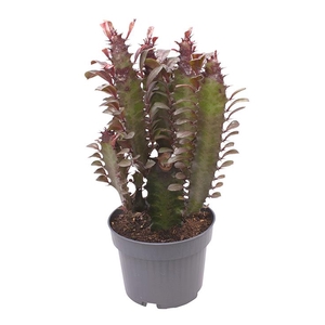 EUPHORBIA TRIGONA P12 RUBRA