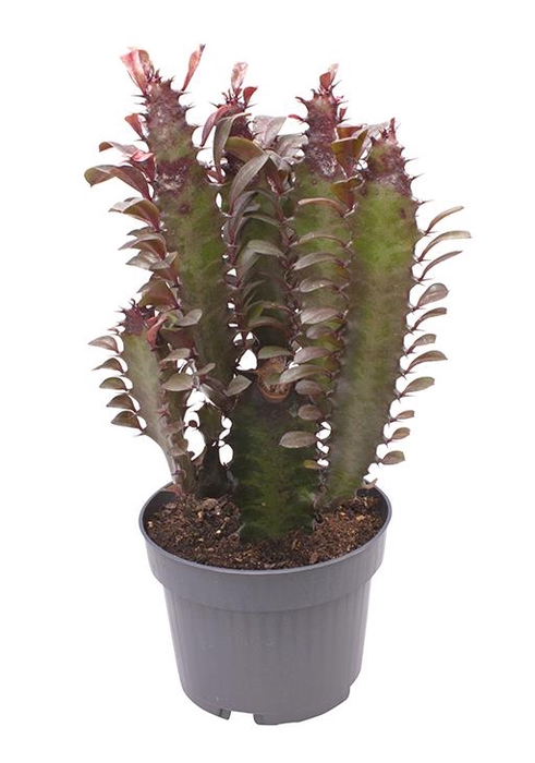 EUPHORBIA TRIGONA P12 RUBRA