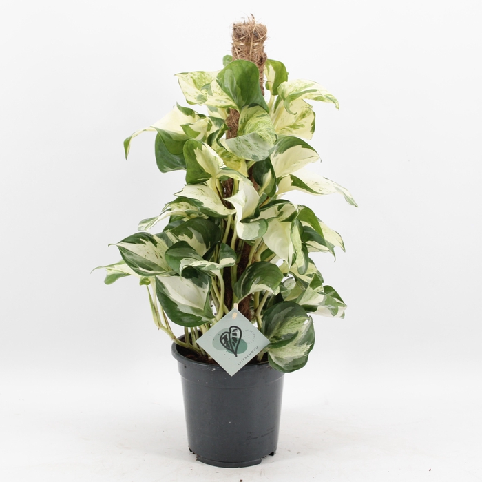 <h4>Epipremnum Manjula mosstok</h4>