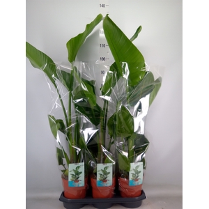 Strelitzia nicolai