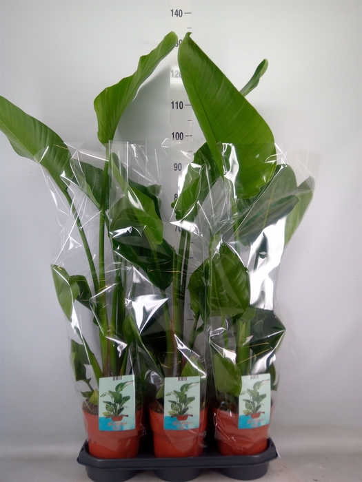 <h4>Strelitzia nicolai</h4>