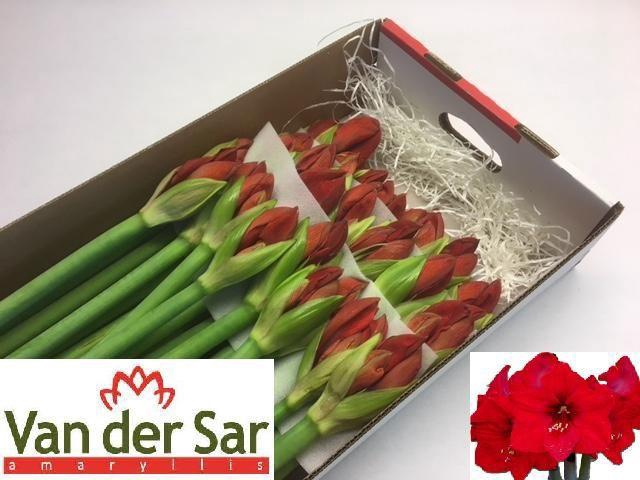 <h4>HIPP GA RED LION</h4>